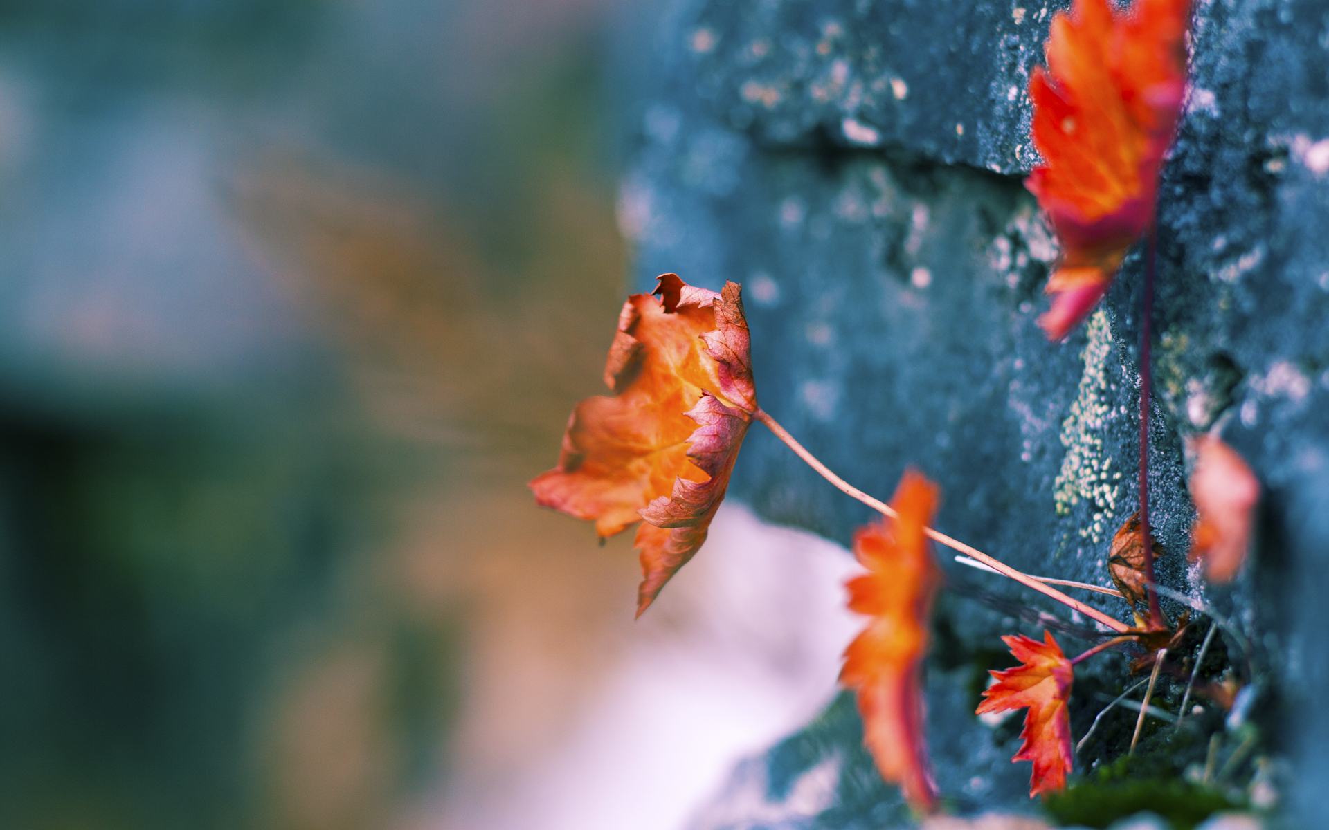 CBA总决赛落幕 新王登基载入史册,cba总决赛赛后新闻发布会