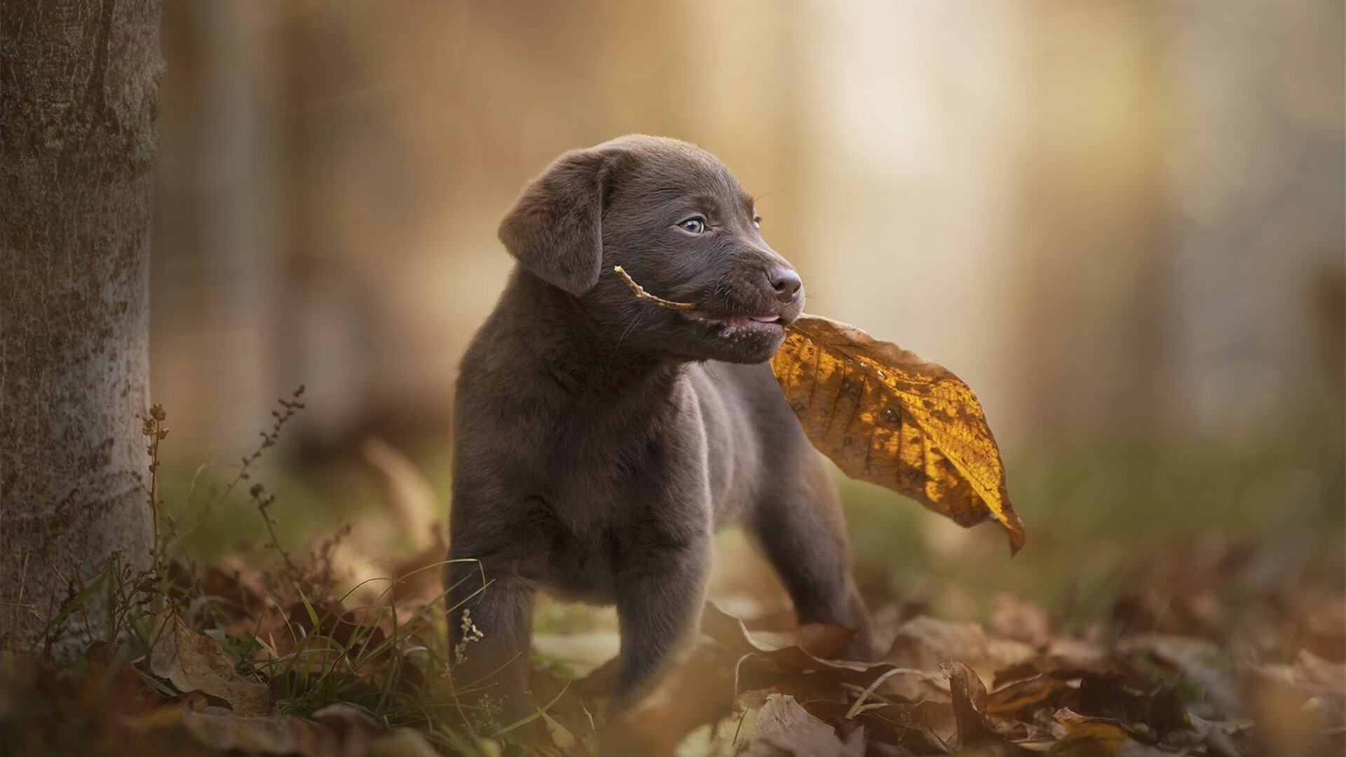 五大联赛定位球战术复杂度是否提升成功率，五大联赛是固定的吗