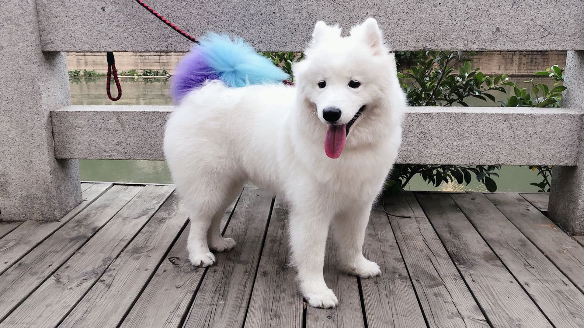 欧洲冠军联赛半决赛激战正酣,强队争夺决赛席位,欧洲冠军联赛视频