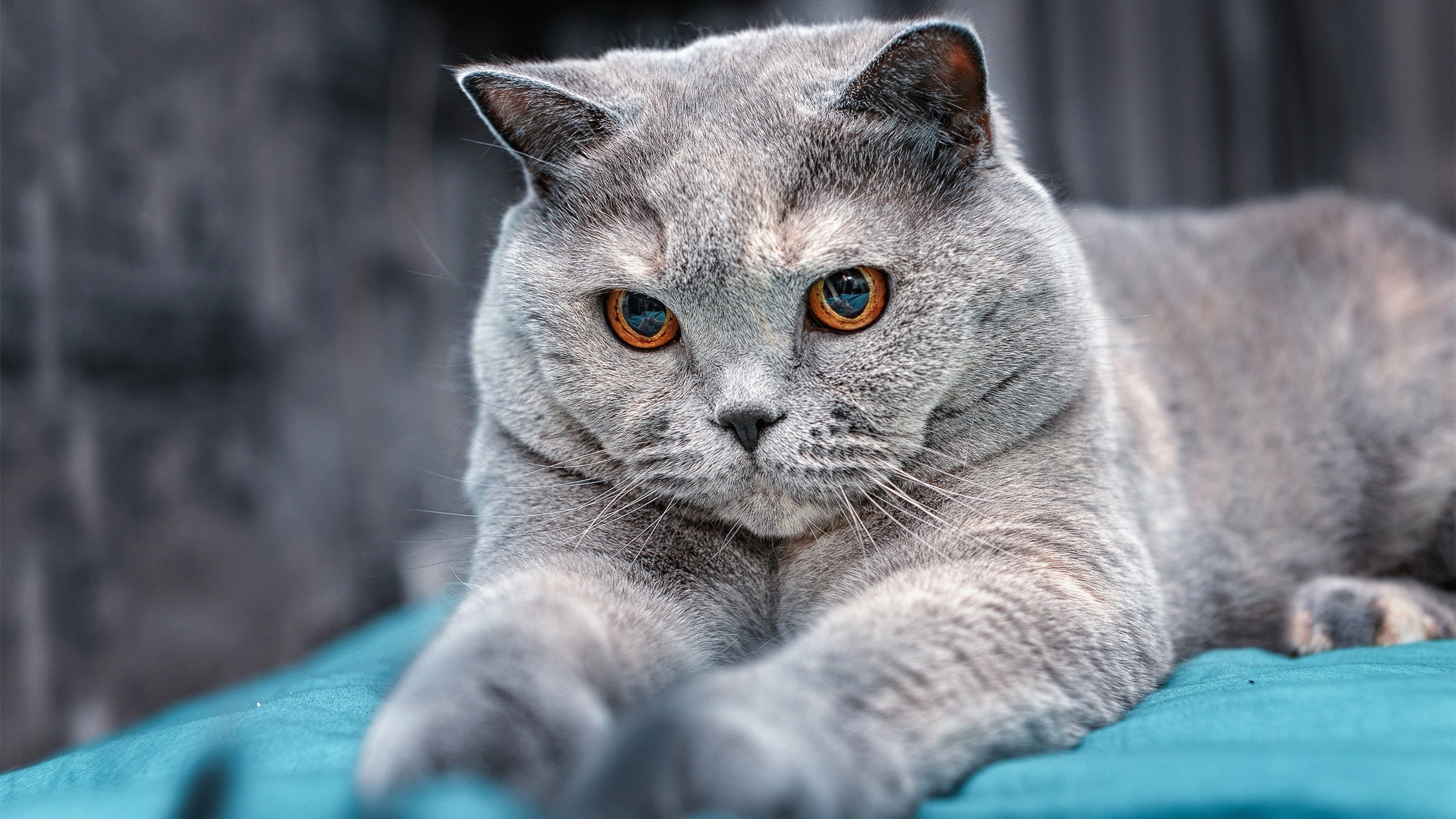 渡边一平用速度与耐力完美结合,渡边彻百度百科