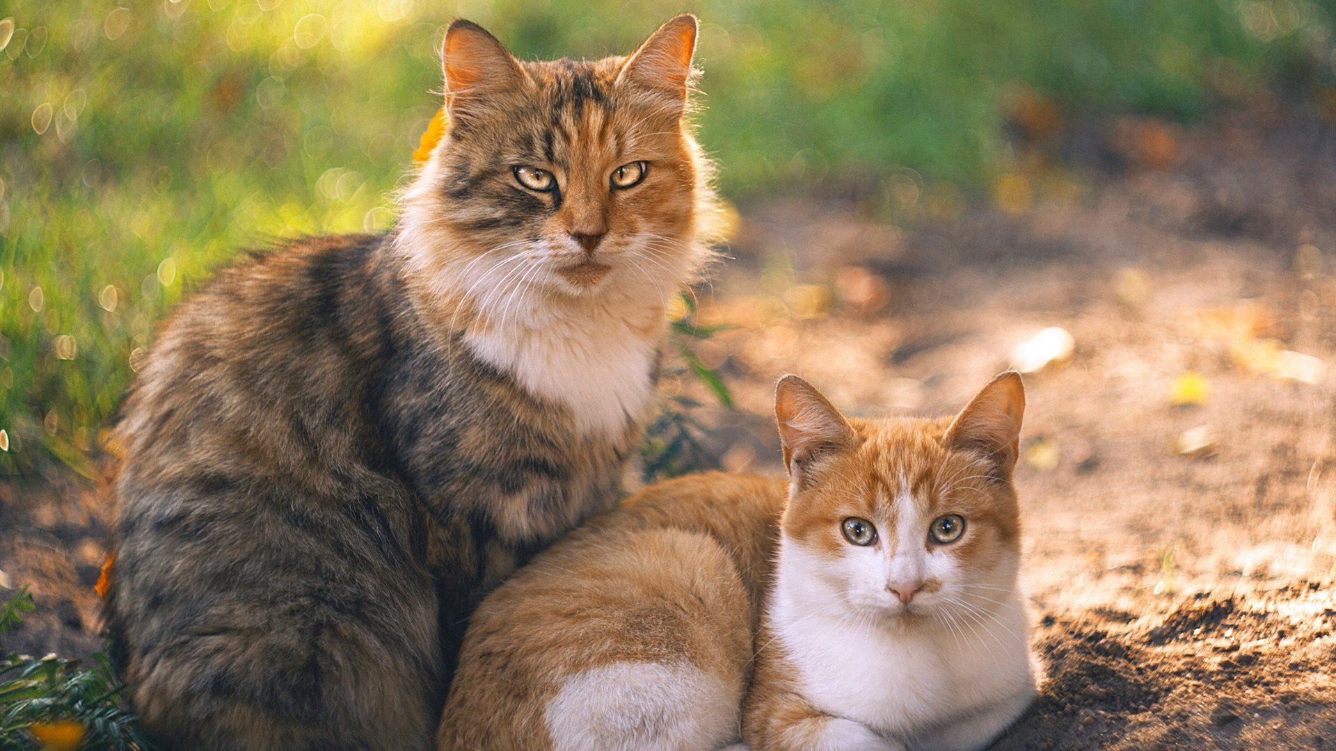 澳大利亚袋鼠队的快速推进常常打乱对手防线，澳大利亚袋鼠问题