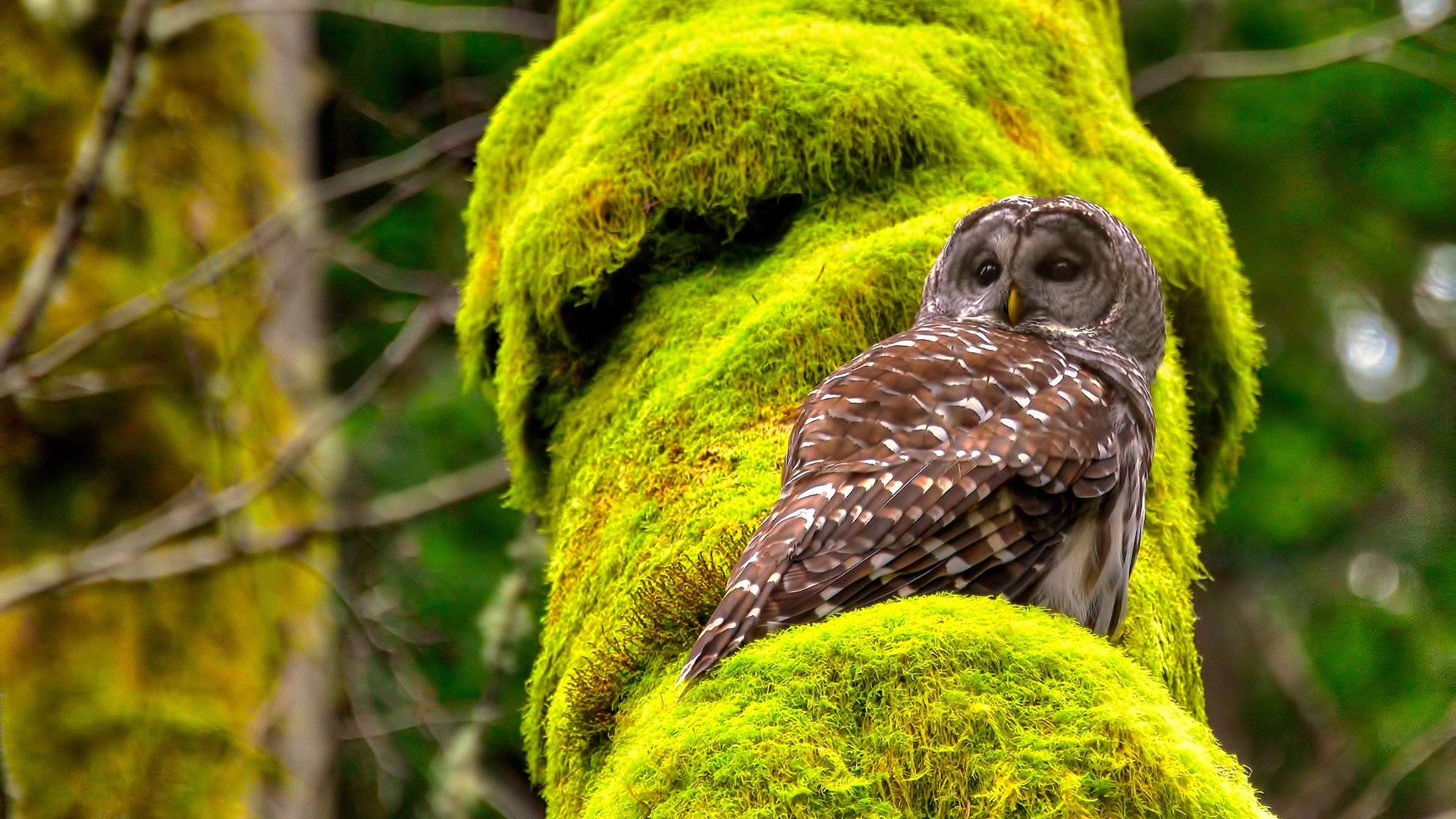 芬兰队三分线命中率爆表,成为速攻样板,芬兰队3号