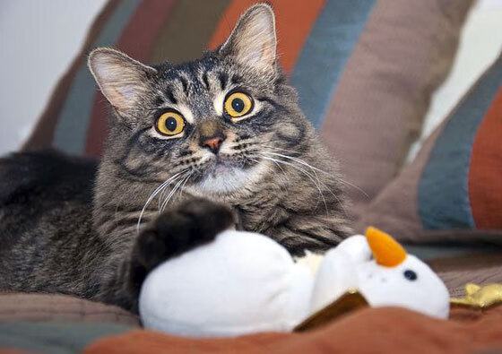 爱游戏ayx-英超冲刺高潮：精彩不停，悬念不断！，英超read