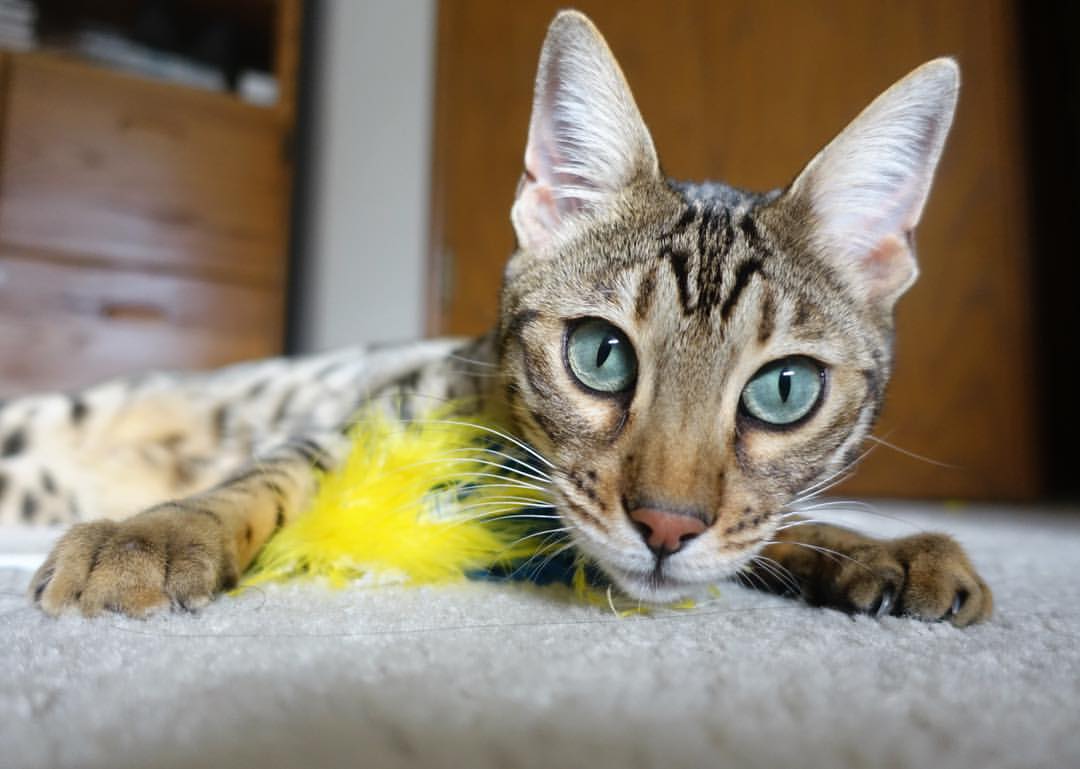 英超冲刺高潮：精彩不停，悬念不断！，英超read